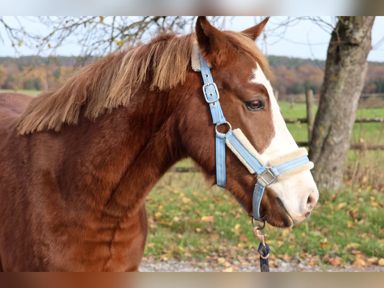 German Riding Pony Mix Gelding 3 years 14 hh Chestnut-Red in Buchen (Odenwald)