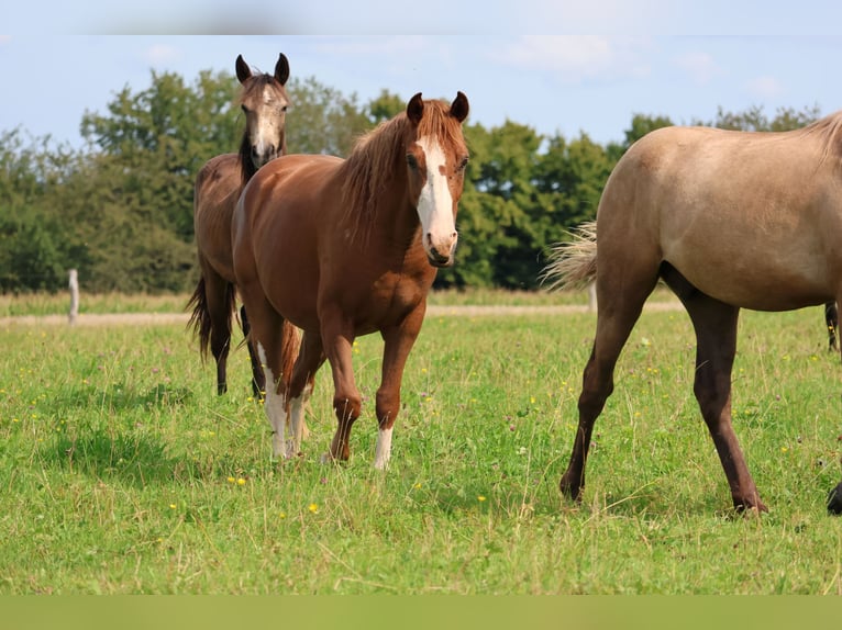 German Riding Pony Mix Gelding 3 years 14 hh Chestnut-Red in Mudau