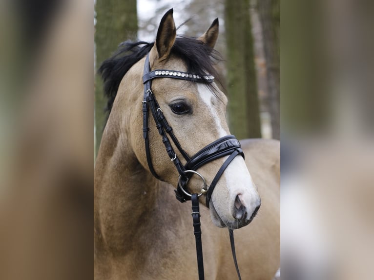 German Riding Pony Gelding 3 years 14 hh Dun in Delbrück