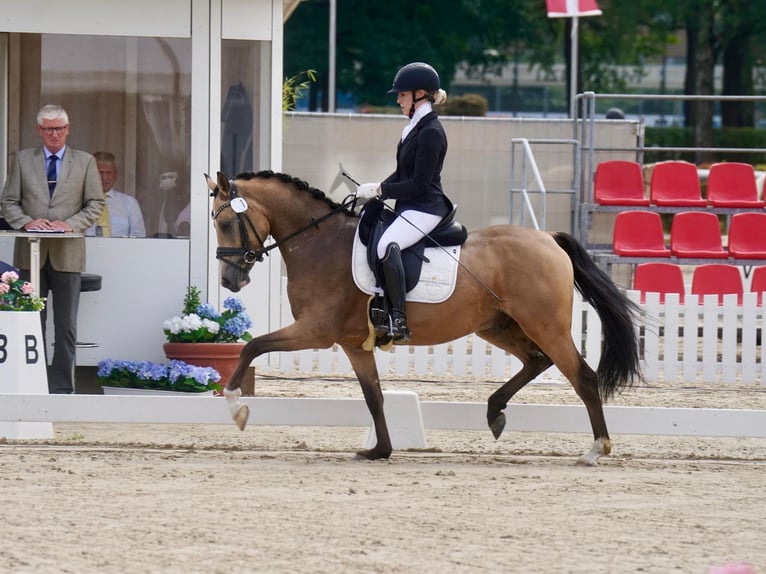 German Riding Pony Gelding 3 years 14 hh Dun in Delbrück