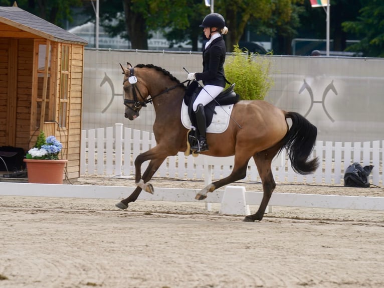 German Riding Pony Gelding 3 years 14 hh Dun in Delbrück