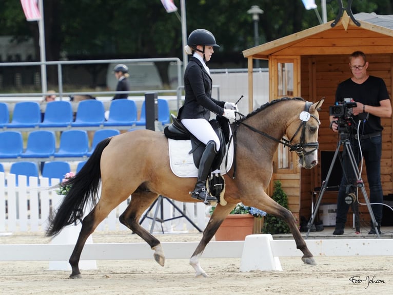 German Riding Pony Gelding 3 years 14 hh Dun in Delbrück