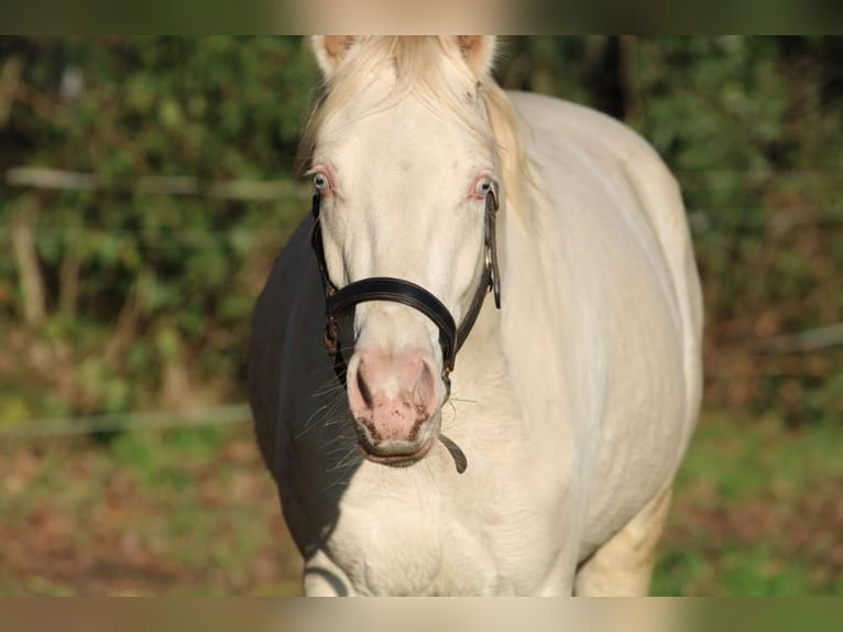 German Riding Pony Gelding 3 years 14 hh Grey in Loiching