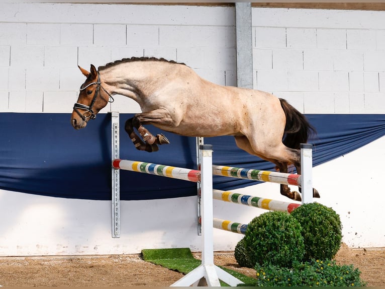 German Riding Pony Gelding 3 years 14 hh Grey-Red-Tan in Marsberg