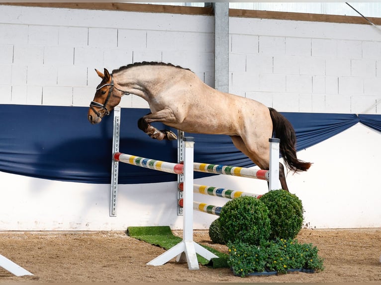 German Riding Pony Gelding 3 years 14 hh Grey-Red-Tan in Marsberg