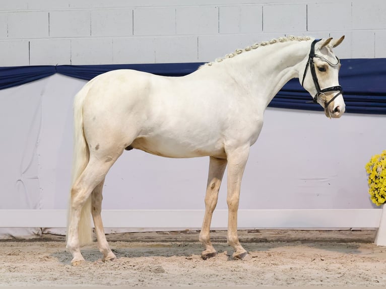 German Riding Pony Gelding 3 years 14 hh Palomino in Marsberg