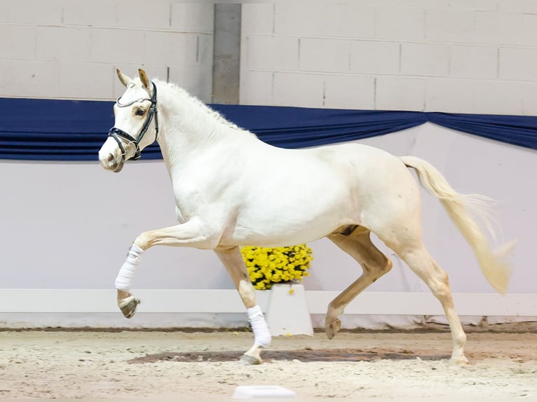 German Riding Pony Gelding 3 years 14 hh Palomino in Marsberg