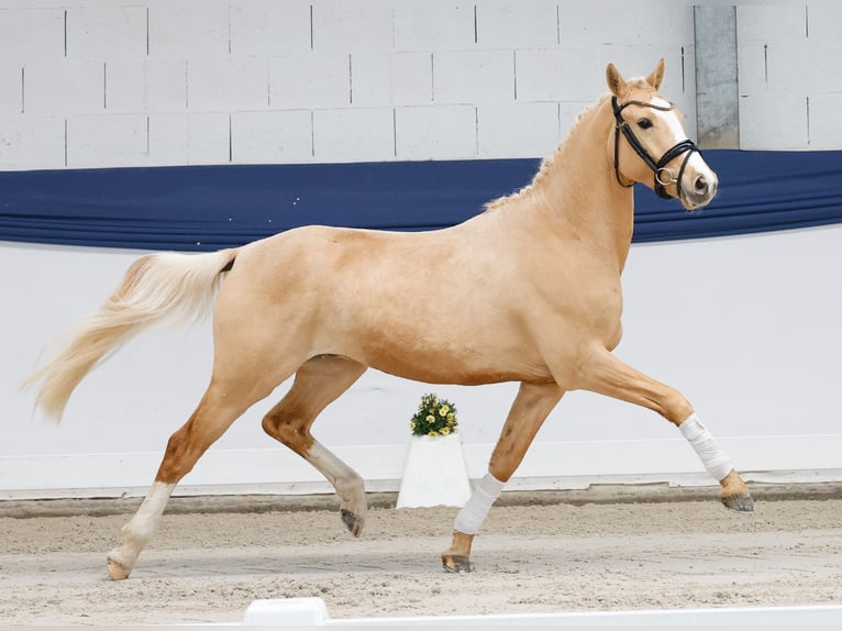 German Riding Pony Gelding 3 years 14 hh Palomino in Marsberg