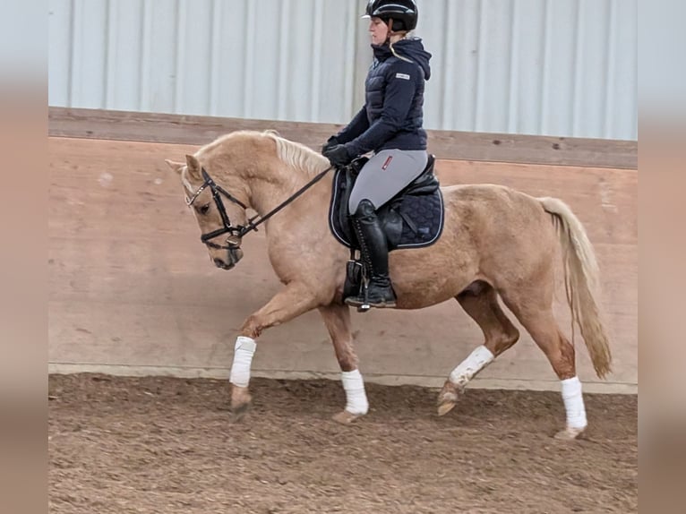 German Riding Pony Gelding 3 years 14 hh Palomino in Plech
