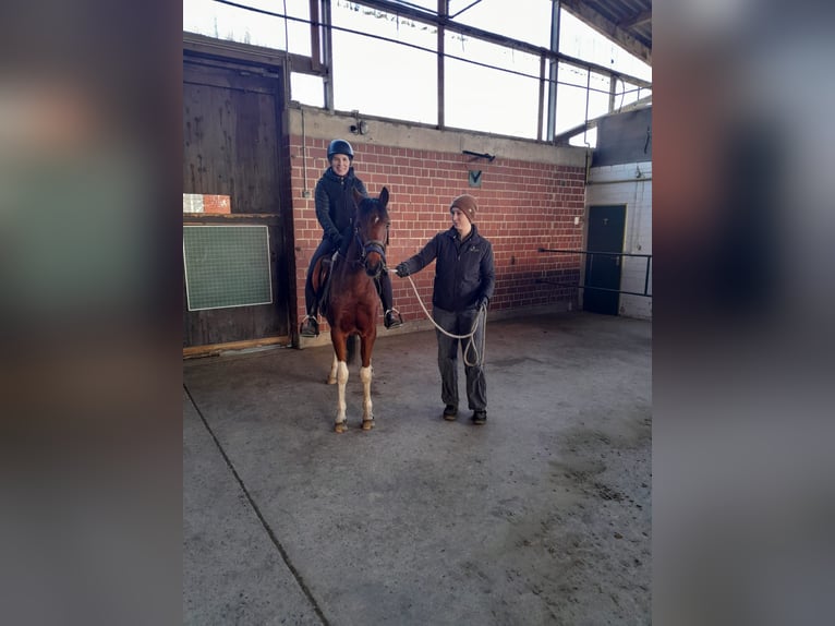 German Riding Pony Gelding 3 years 14 hh Pinto in Rheine
