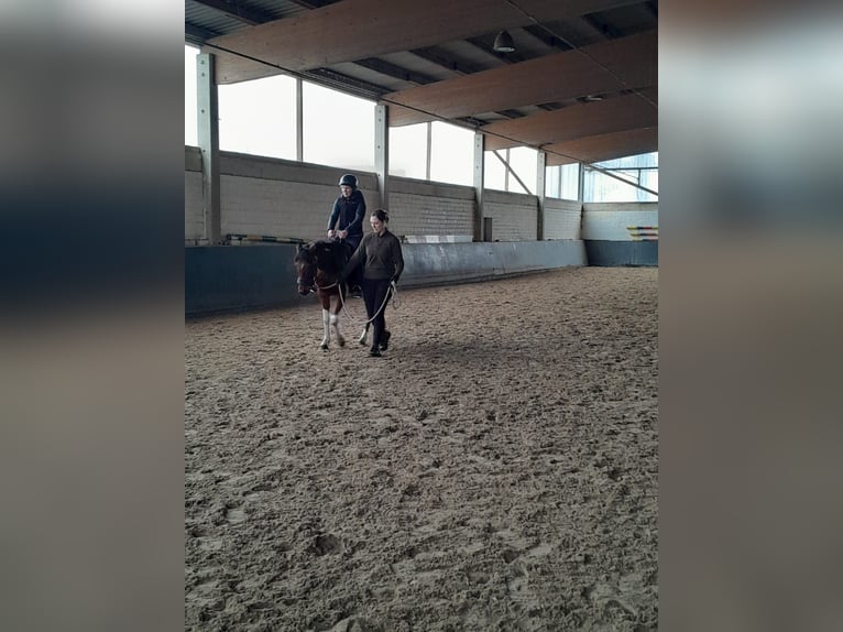 German Riding Pony Gelding 3 years 14 hh Pinto in Rheine