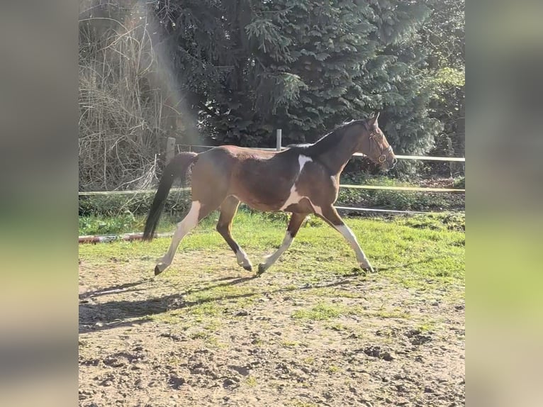 German Riding Pony Gelding 3 years 14 hh Pinto in Rheine