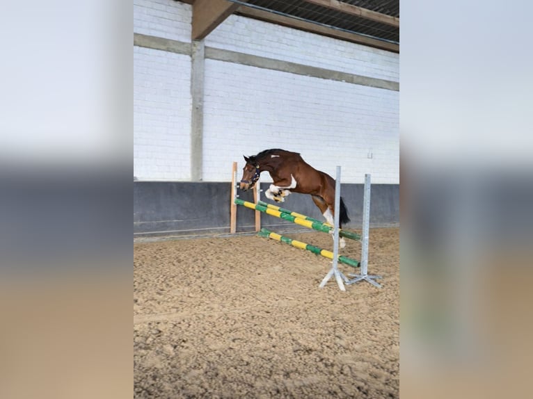 German Riding Pony Gelding 3 years 14 hh Pinto in Rheine