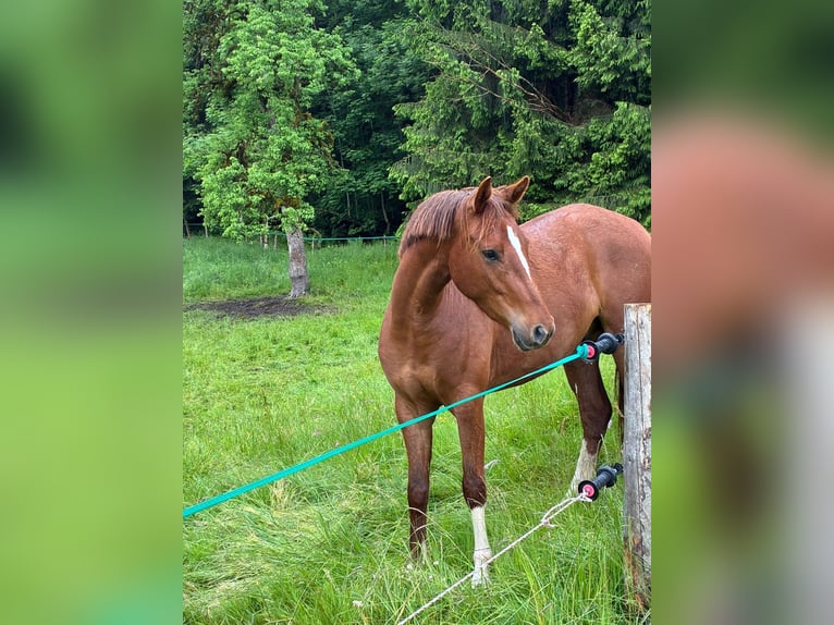 German Riding Pony Gelding 3 years 14 hh in Isny im Allg&#xE4;u