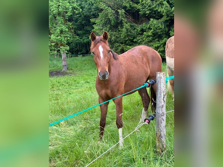 German Riding Pony Gelding 3 years 14 hh in Isny im Allg&#xE4;u