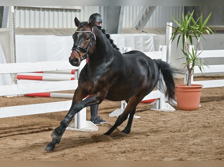 German Riding Pony Gelding 3 years 14,1 hh Bay-Dark in P&#xF6;lzig