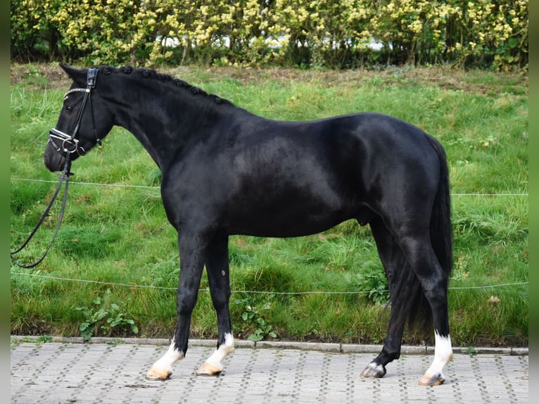 German Riding Pony Gelding 3 years 14,1 hh Black in F&#xFC;rstenau