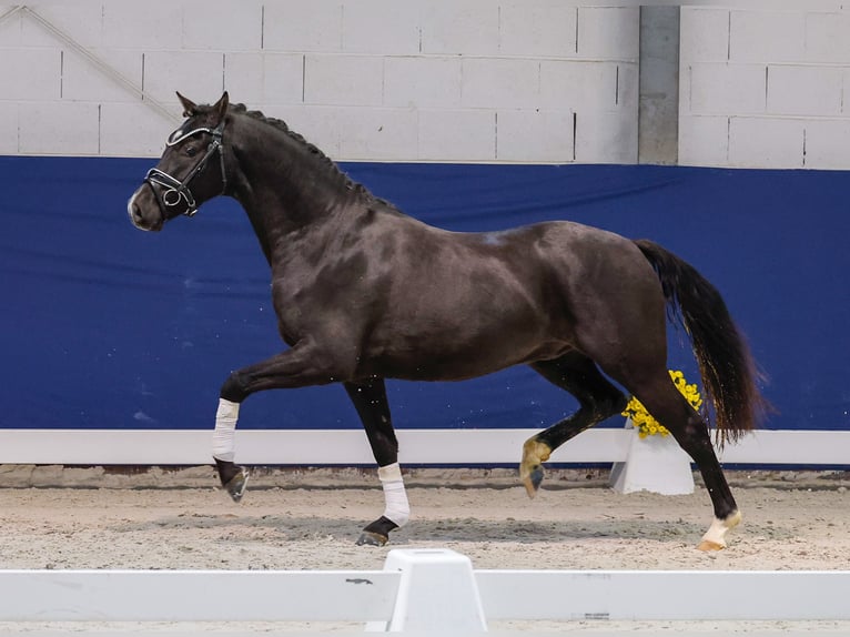 German Riding Pony Gelding 3 years 14,1 hh Black in Marsberg