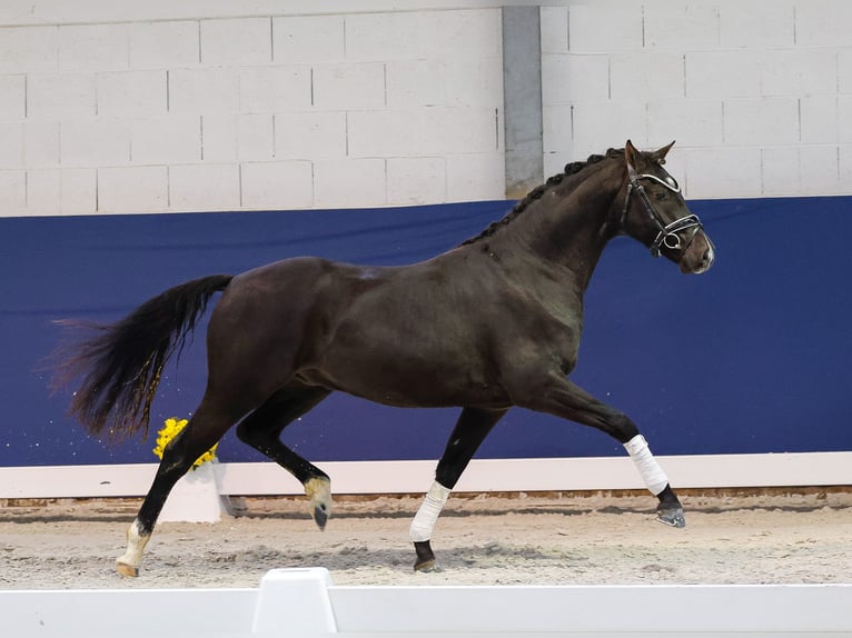 German Riding Pony Gelding 3 years 14,1 hh Black in Marsberg