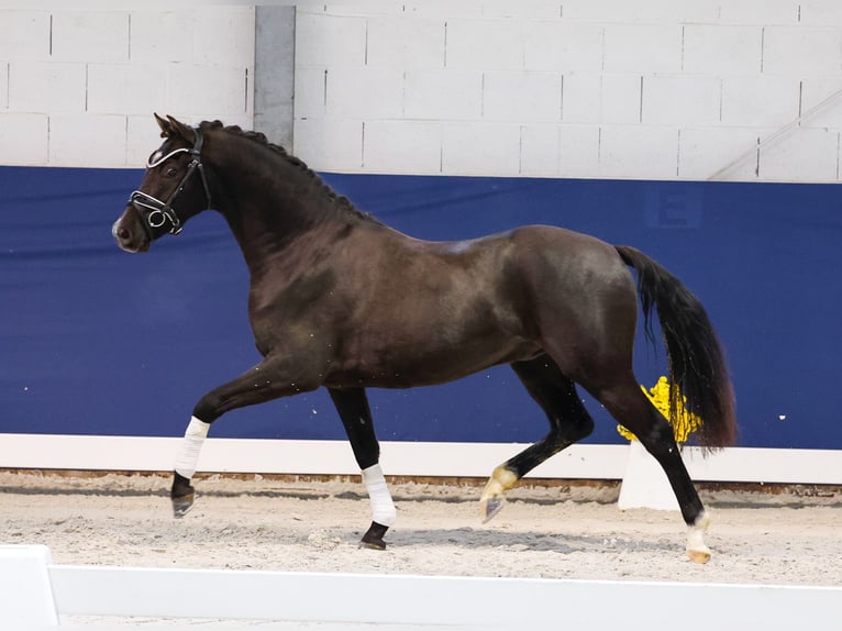 German Riding Pony Gelding 3 years 14,1 hh Black in Marsberg