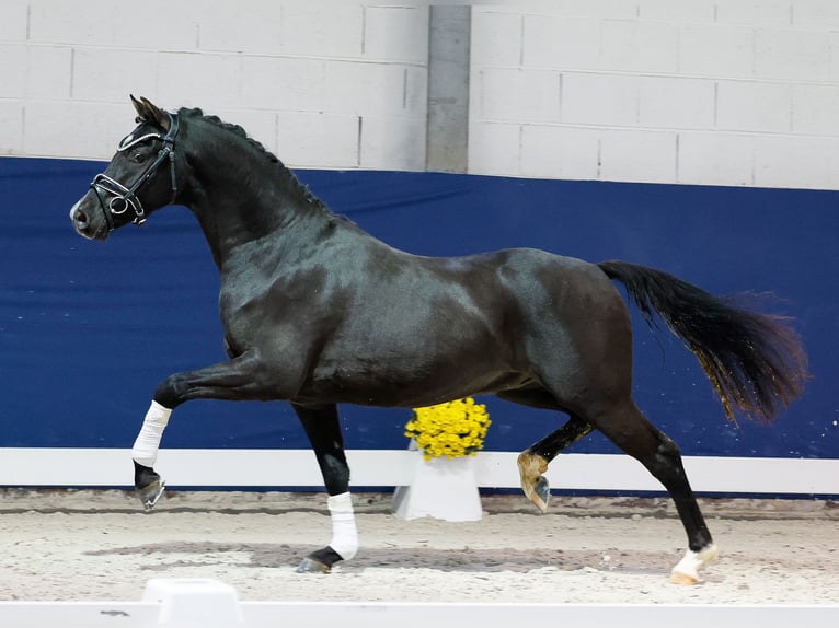 German Riding Pony Gelding 3 years 14,1 hh Black in Marsberg