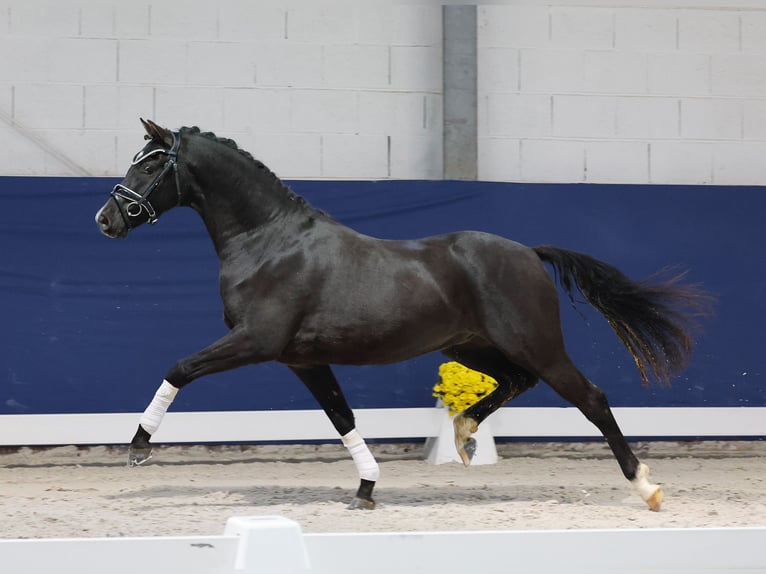 German Riding Pony Gelding 3 years 14,1 hh Black in Marsberg