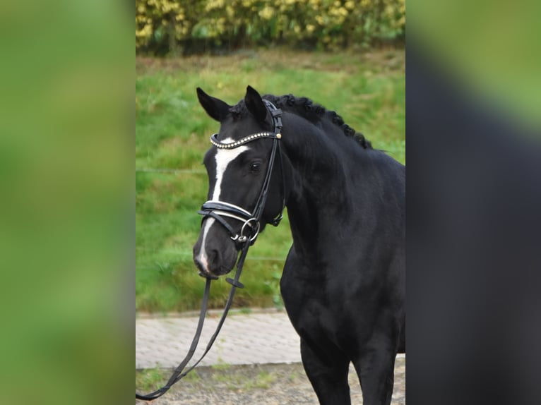 German Riding Pony Gelding 3 years 14,1 hh Black in F&#xFC;rstenau