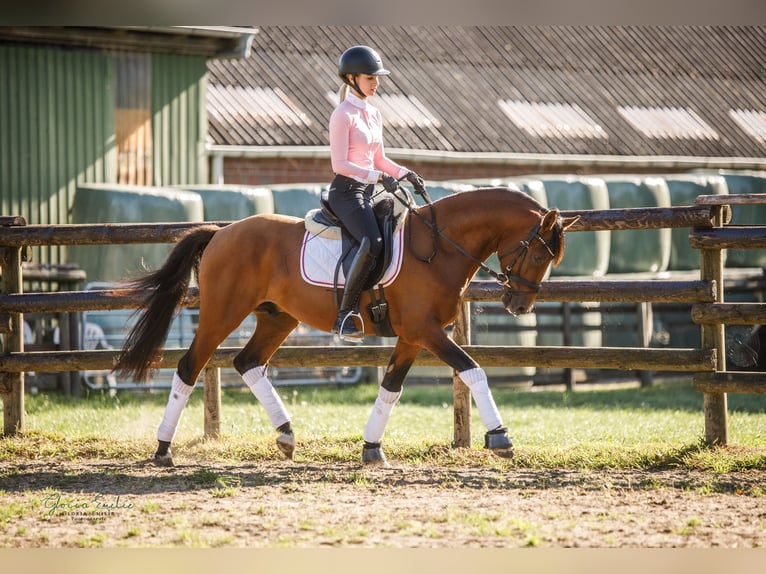 German Riding Pony Gelding 3 years 14,1 hh Brown in Engelbrechtsche Wildnis