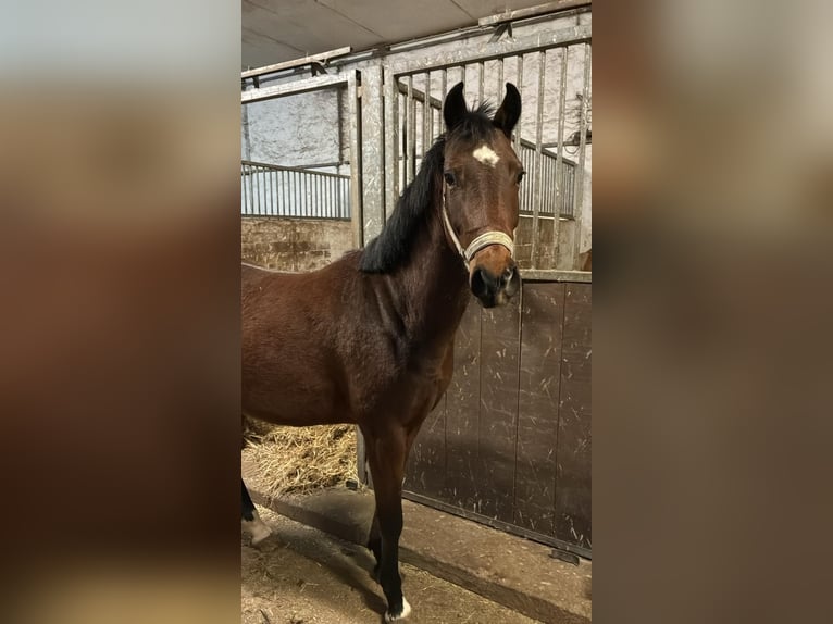 German Riding Pony Gelding 3 years 14,1 hh Brown in Bernburg