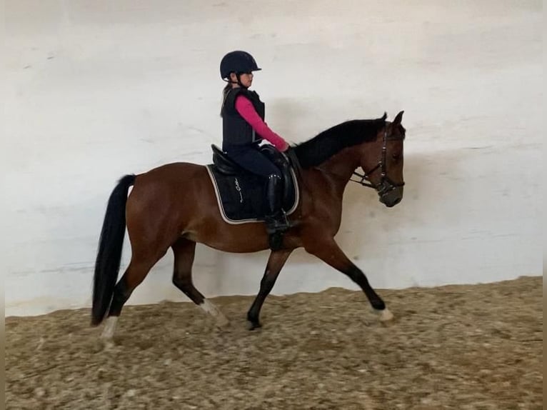 German Riding Pony Gelding 3 years 14,1 hh Brown in Salzwedel