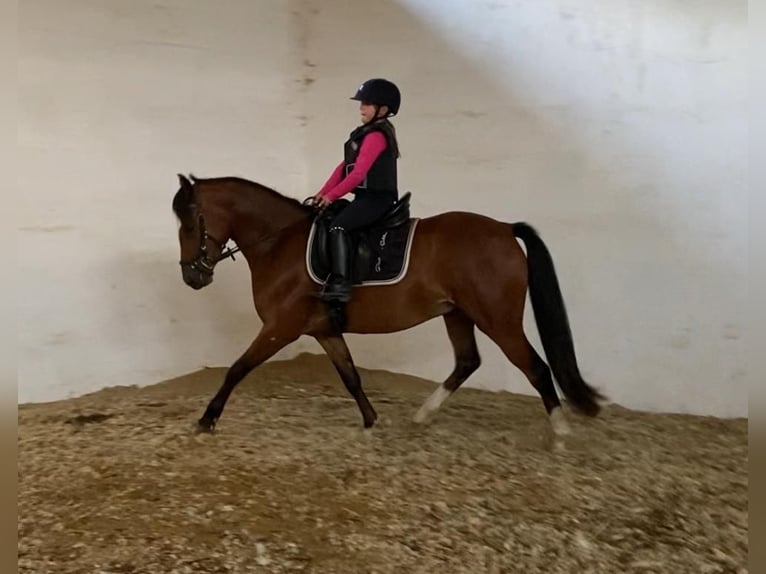 German Riding Pony Gelding 3 years 14,1 hh Brown in Salzwedel