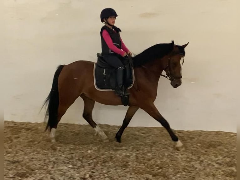 German Riding Pony Gelding 3 years 14,1 hh Brown in Salzwedel
