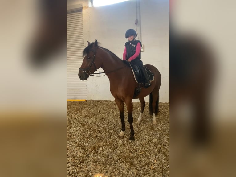 German Riding Pony Gelding 3 years 14,1 hh Brown in Salzwedel