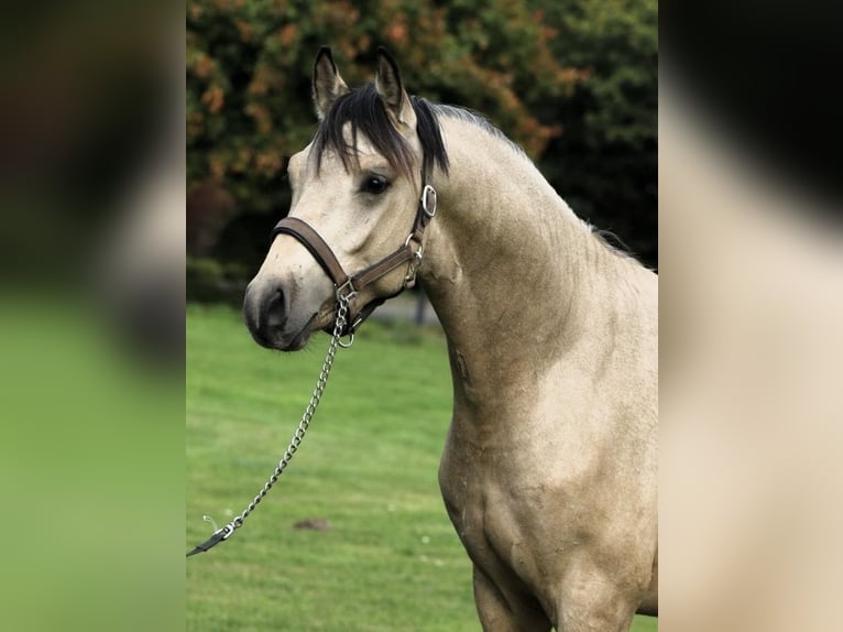 German Riding Pony Gelding 3 years 14,1 hh Buckskin in Verl