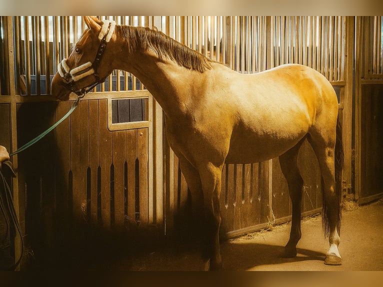 German Riding Pony Gelding 3 years 14,1 hh Buckskin in Treuenbrietzen