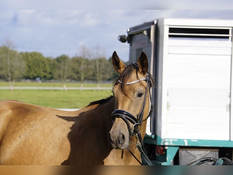 German Riding Pony Gelding 3 years 14,1 hh Buckskin in Treuenbrietzen