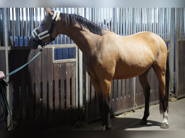 German Riding Pony Gelding 3 years 14,1 hh Buckskin in Treuenbrietzen