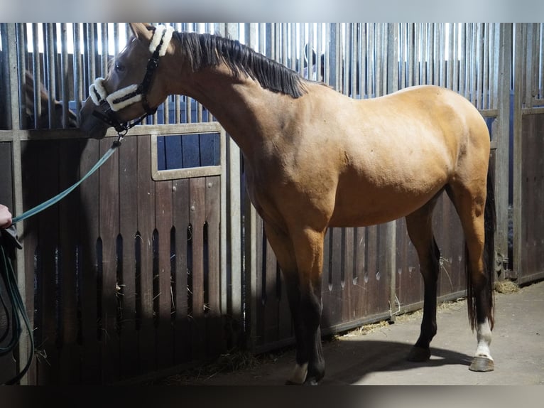 German Riding Pony Gelding 3 years 14,1 hh Buckskin in Treuenbrietzen