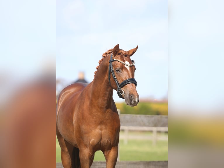 German Riding Pony Gelding 3 years 14,1 hh Chestnut in Heemskerk