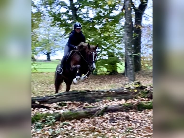 German Riding Pony Gelding 3 years 14,1 hh Chestnut in Rosdorf