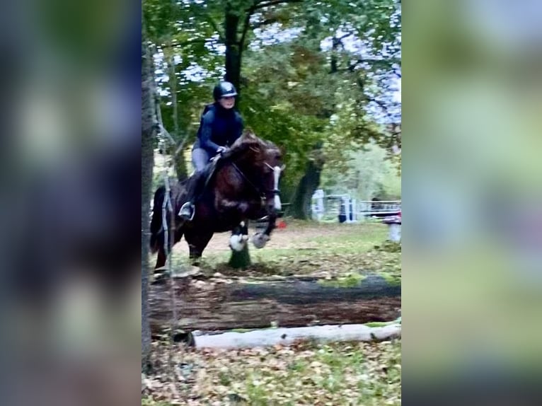 German Riding Pony Gelding 3 years 14,1 hh Chestnut in Rosdorf