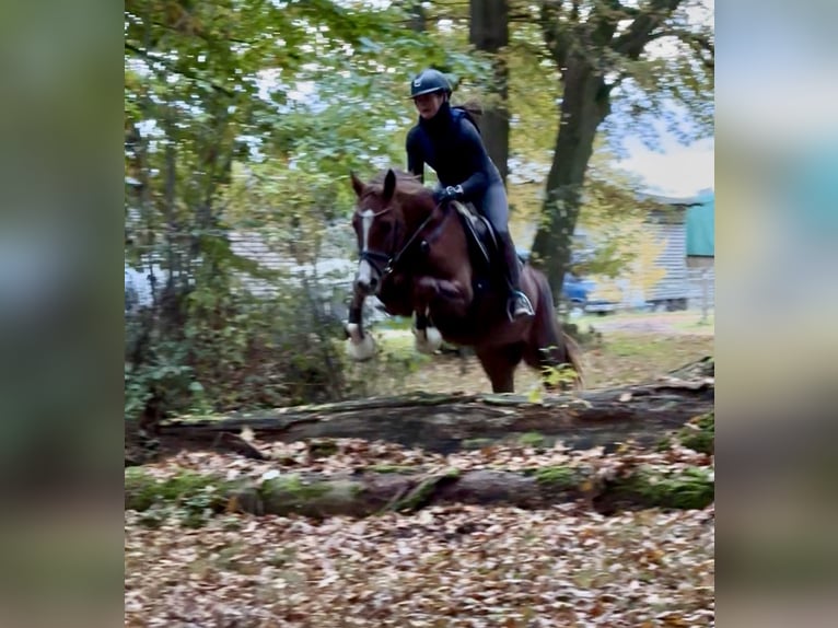 German Riding Pony Gelding 3 years 14,1 hh Chestnut in Rosdorf