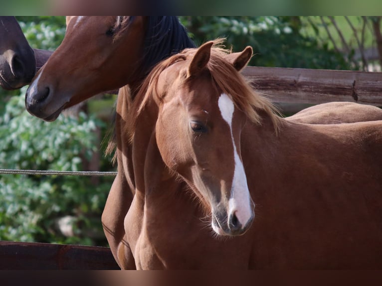 German Riding Pony Gelding 3 years 14,1 hh Chestnut-Red in Gudensberg
