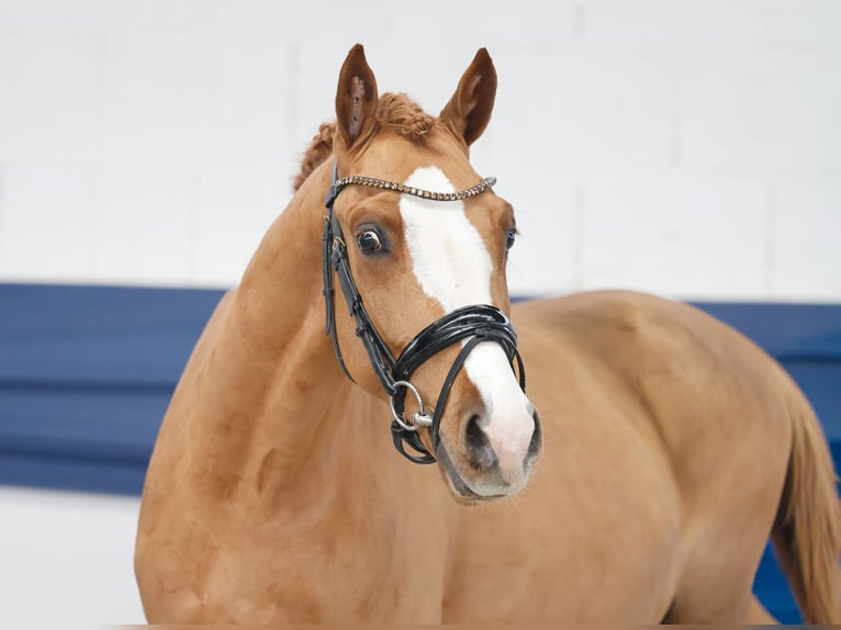 German Riding Pony Gelding 3 years 14,1 hh Chestnut-Red in Marsberg