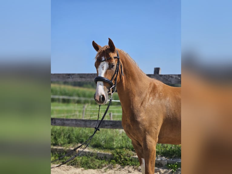 German Riding Pony Gelding 3 years 14,1 hh Chestnut-Red in Die&#xDF;en am Ammersee