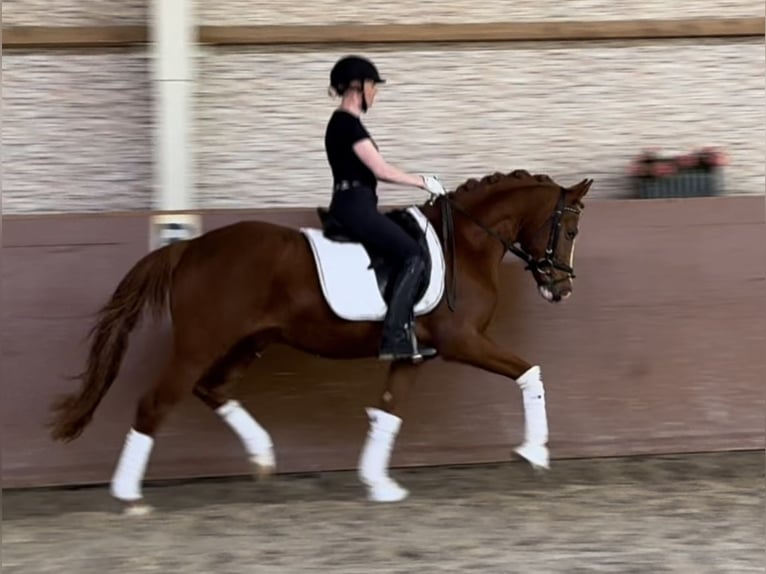 German Riding Pony Gelding 3 years 14,1 hh Chestnut-Red in Wehringen
