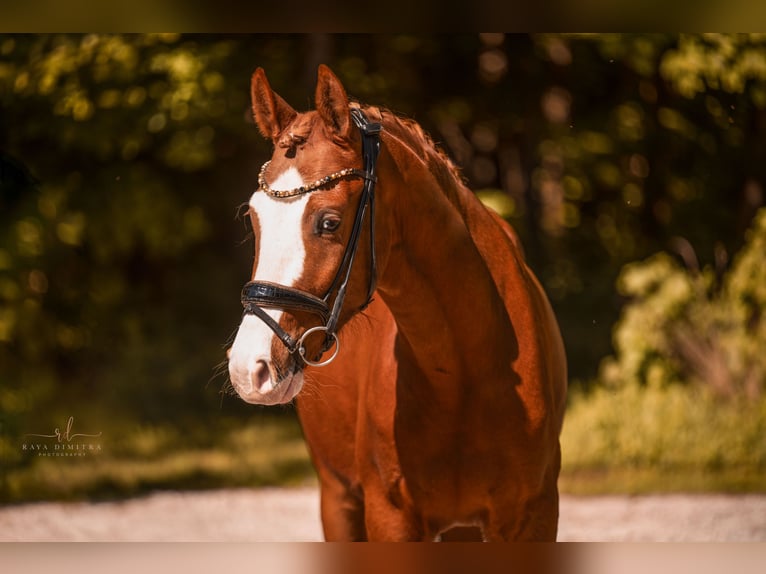 German Riding Pony Gelding 3 years 14,1 hh Chestnut-Red in Wehringen