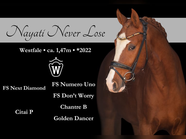 German Riding Pony Gelding 3 years 14,1 hh Chestnut-Red in Wehringen