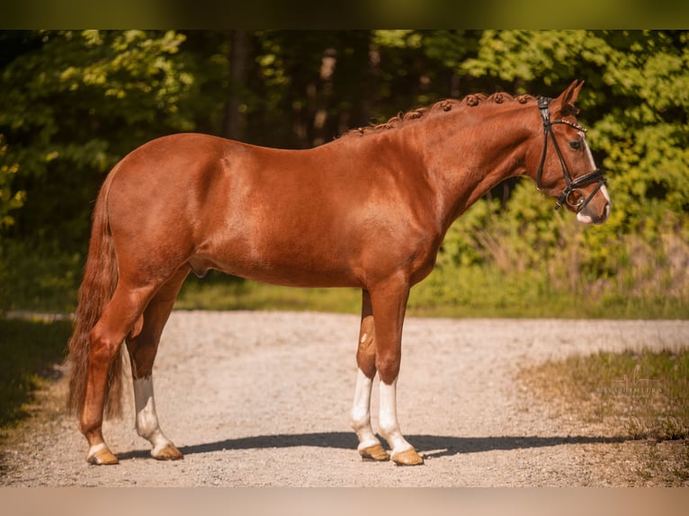 German Riding Pony Gelding 3 years 14,1 hh Chestnut-Red in Wehringen