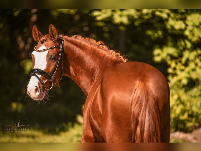 German Riding Pony Gelding 3 years 14,1 hh Chestnut-Red in Wehringen